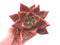 Echeveria Agavoides Maria 3"-4" Rare Succulent Plant