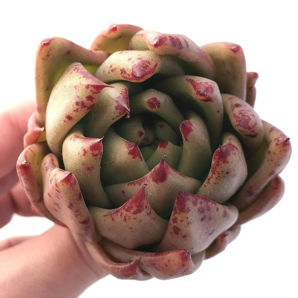 Echeveria Agavoides Maria 2"-3" Rare Succulent Plant