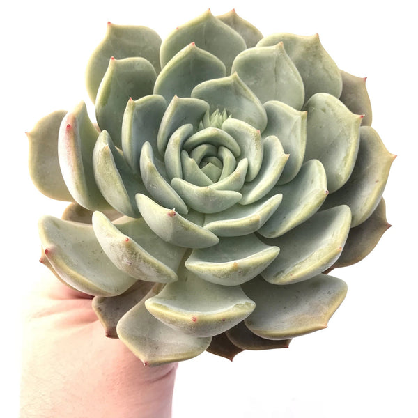 Echeveria Sp Extremely Large 7"-8" Rare Succulent Plant