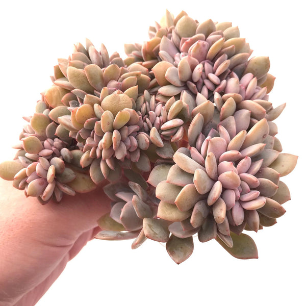 Echeveria Debbie Crested Cluster 5" Rare Succulent Plant