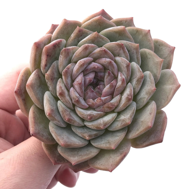 Echeveria Sp. 3" Rare Succulent Plant