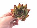 Echeveria Agavoides Royal 2"-3" Rare Succulent Plant