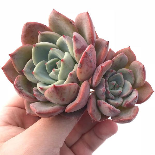 Echeveria Salmon Double Head 2"-3" Rare Succulent Plant