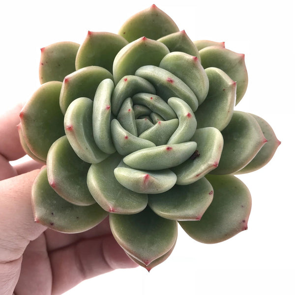 Echeveria Agavoides Fila 3"-4" Rare Succulent Plant