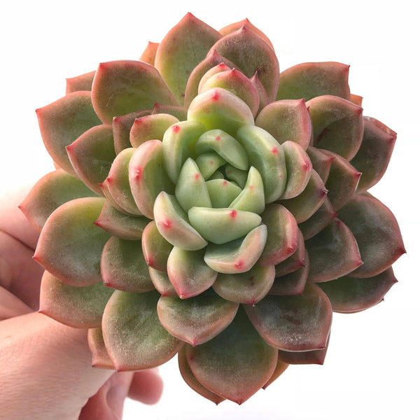 Echeveria Agavoides Hybrid 4" Rare Succulent Plant