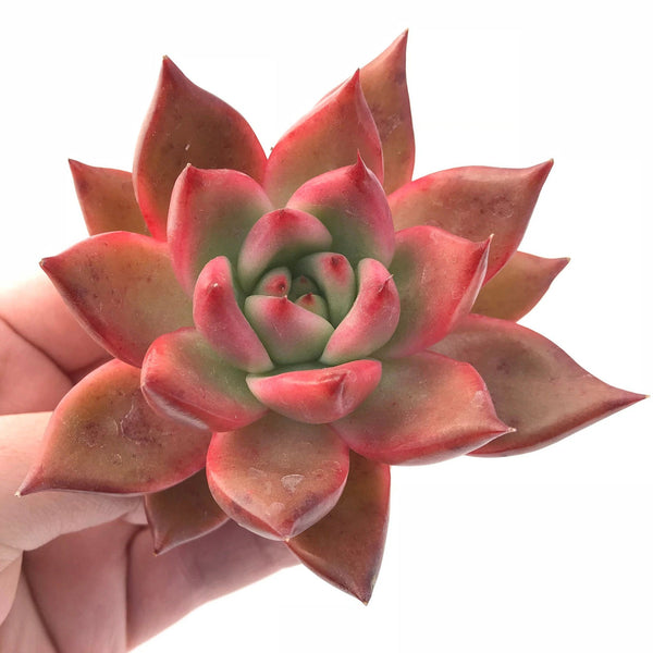 Echeveria Agavoides Mundy 3" Rare Succulent Plant