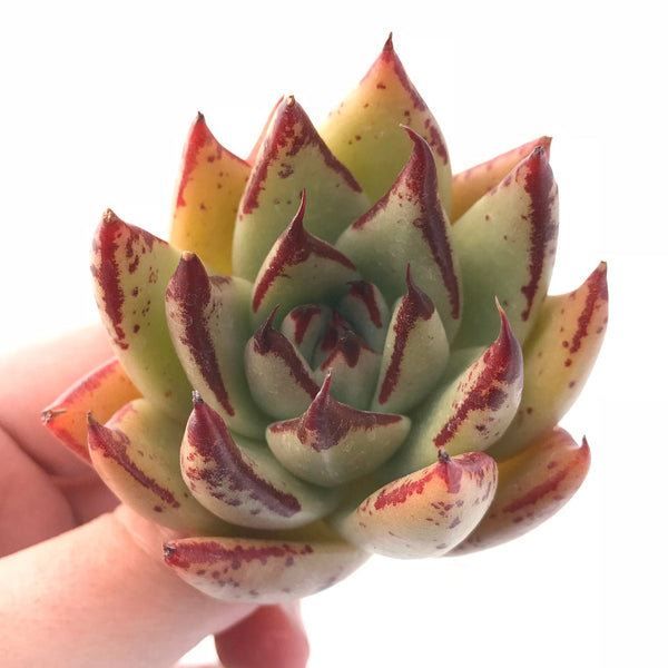 Echeveria Agavoides Royal 2"-3" Rare Succulent Plant