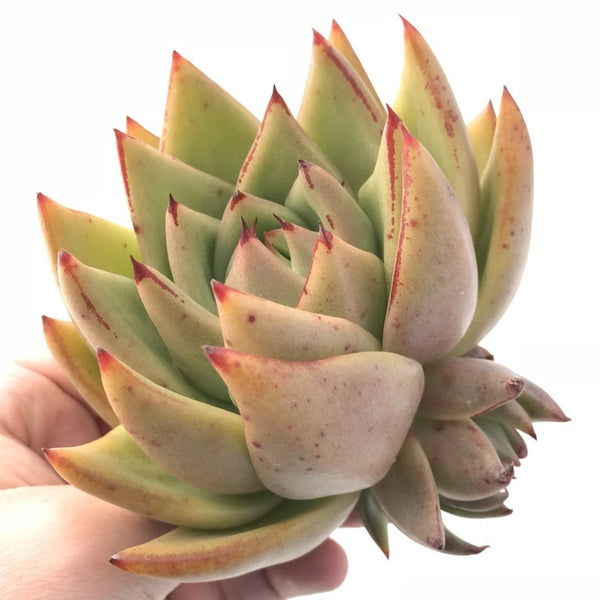 Echeveria Agavoides Maria Hybrid Large 4"-5" Rare Succulent Plant