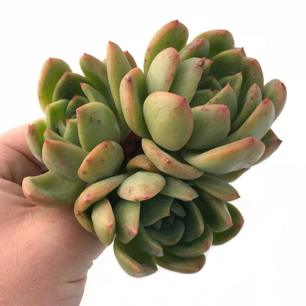 Echeveria Agavoides Golden Glow 3" Rare Succulent Plant