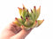 Echeveria Agavoides Royal 3" Rare Succulent Plant