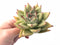 Echeveria Agavoides Mexican Maria 3"-4" Rare Succulent Plant