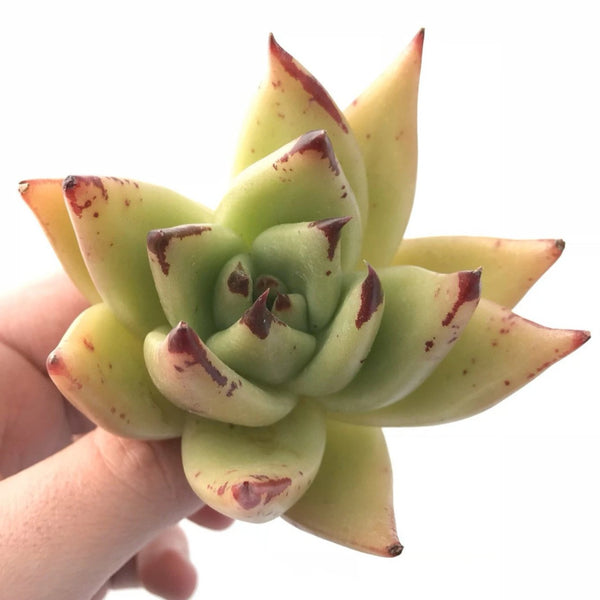 Echeveria Agavoides Royal 3" Rare Succulent Plant