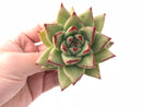 Echeveria Agavoides Maria 3"-4" Rare Succulent Plant