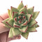 Echeveria Agavoides Maria 3"-4" Rare Succulent Plant