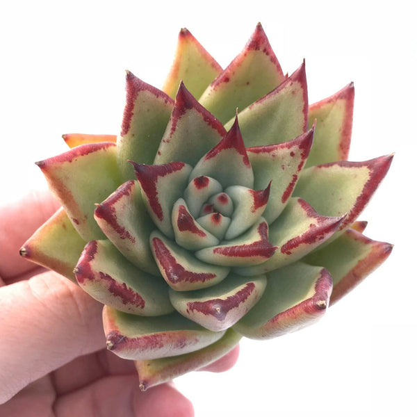 Echeveria Agavoides Ebony 3" Rare Succulent Plant