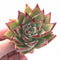 Echeveria Agavoides Ebony 3" Rare Succulent Plant