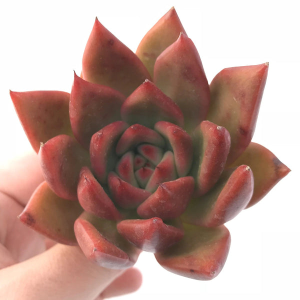 Echeveria Agavoides Mundy 3" Rare Succulent Plant