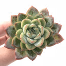 Echeveria Agavoides Hybrid 4" Rare Succulent Plant