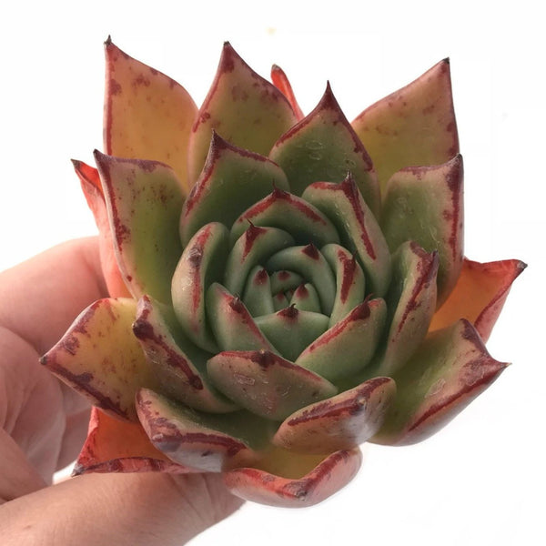 Echeveria Agavoides Maria Hybrid 3" Rare Succulent Plant