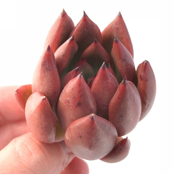 Echeveria Agavoides Mundy Hybrid 2" Rare Succulent Plant