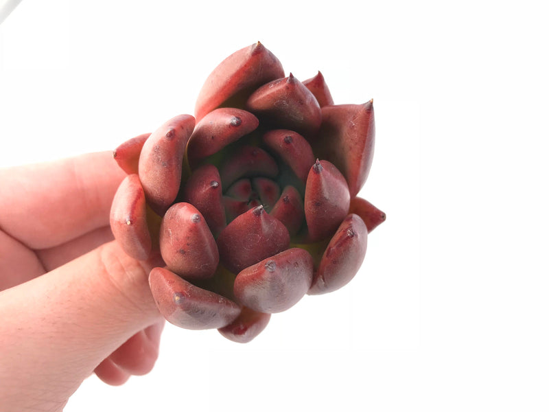 Echeveria Agavoides Mundy Hybrid 2" Rare Succulent Plant