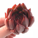 Echeveria Agavoides Mundy Hybrid 2"-3" Rare Succulent Plant