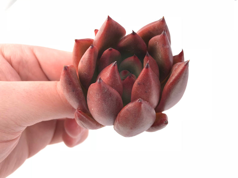 Echeveria Agavoides Mundy Hybrid 2" Rare Succulent Plant