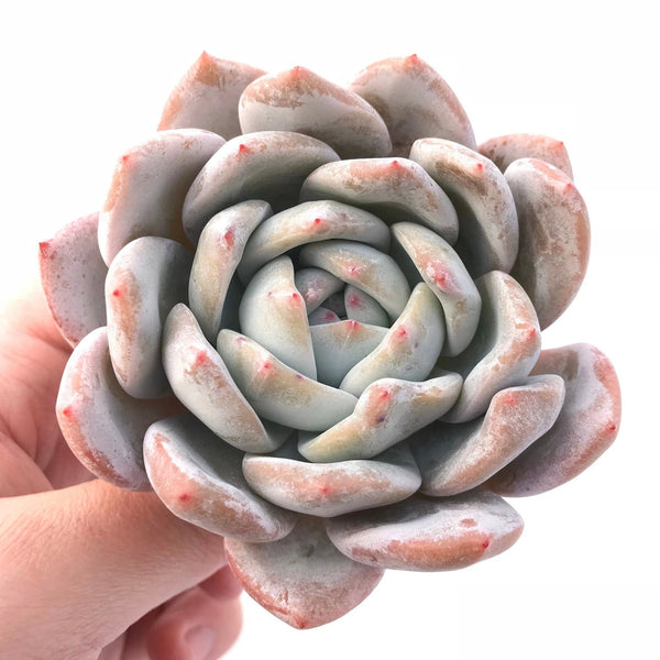 Echeveria Ivory 3" Rare Succulent Plant