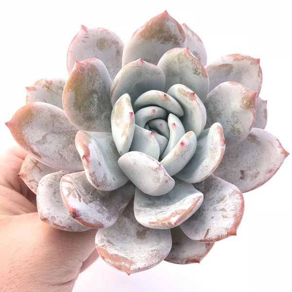 Echeveria Ivory 4"-5" Rare Succulent Plant