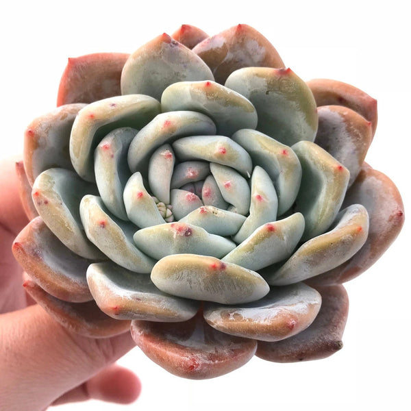 Echeveria Monroe Hybrid 3" Rare Succulent Plant