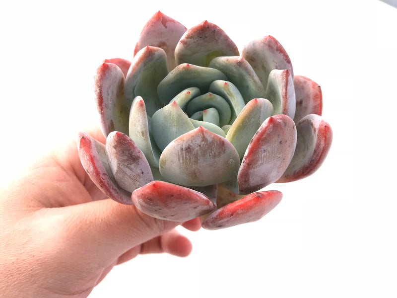 Echeveria Ivory 2"-3" Rare Succulent Plant