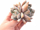 Echeveria Ivory 2"-3" Double Head Rare Succulent Plant