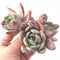 Echeveria Ivory 4"-5" Triple Head Rare Succulent Plant