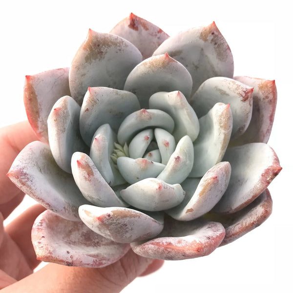 Echeveria Ivory 2"-3" Rare Succulent Plant