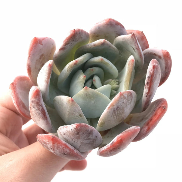 Echeveria Ivory 2"-3" Rare Succulent Plant