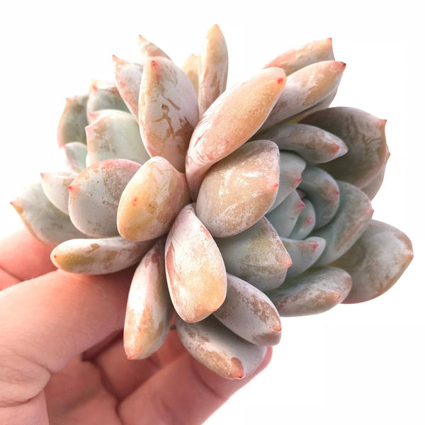 Echeveria Ivory 2"-3" Double Head Rare Succulent Plant