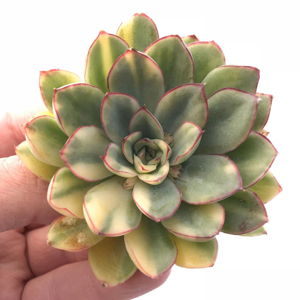 Echeveria Pulidonis Variegated 2"-3" Rare Succulent Plant