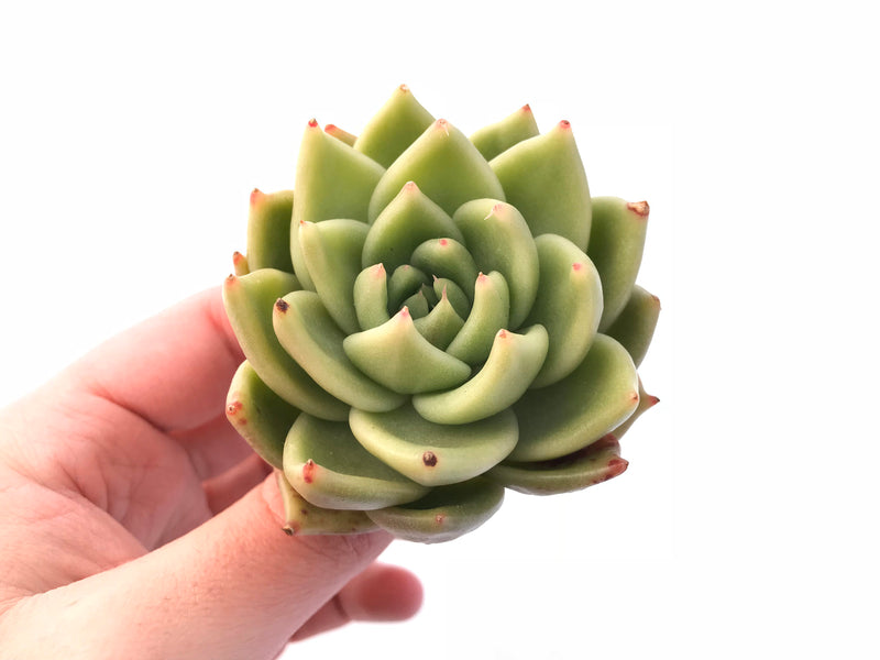 Echeveria Agavoides Latte 2"-3" Rare Succulent Plant