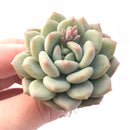 Echeveria Ice Cream 2" Rare Succulent Plant