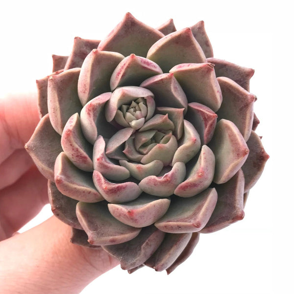 Echeveria 'Mohikan' 2" Rare Succulent Plant