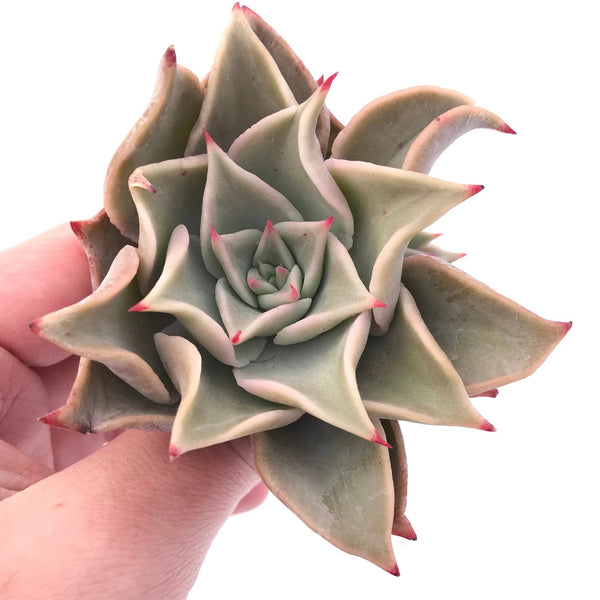 Echeveria Madiba 2"-3" Rare Succulent Plant