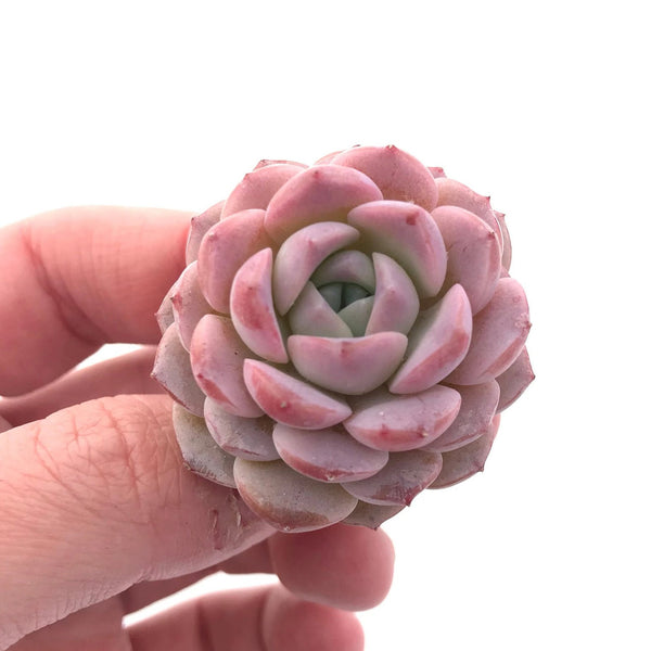 Echeveria 'Amazing Grace' 1" Rare Succulent Plant