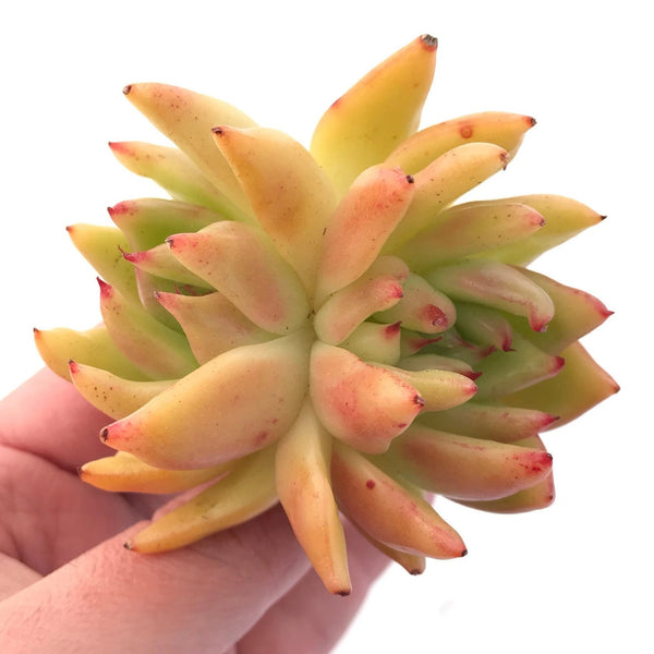 Echeveria Agavoides Ebony 2"-3" Rare Succulent Plant