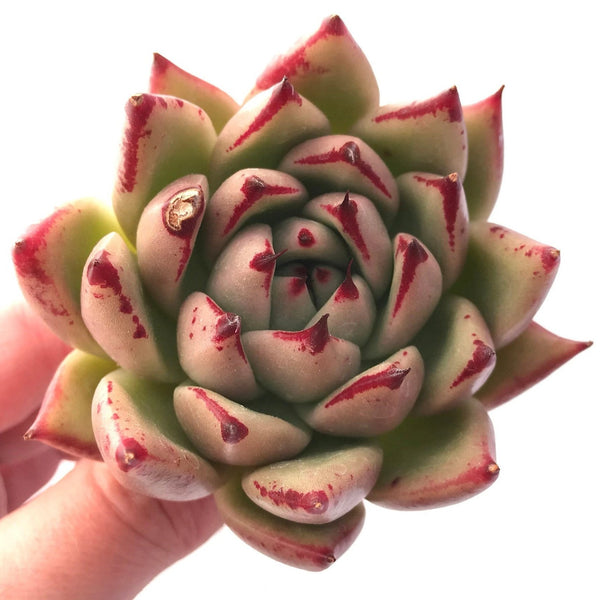 Echeveria Agavoides Maria Hybrid 3"-4" Rare Succulent Plant