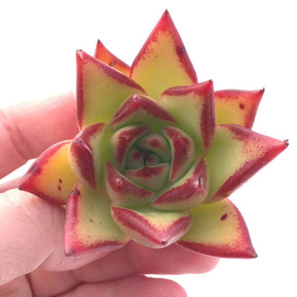 Echeveria Agavoides Ebony 2"-3" Rare Succulent Plant