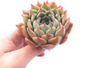 Echeveria Regina Ballard 3" Rare Succulent Plant