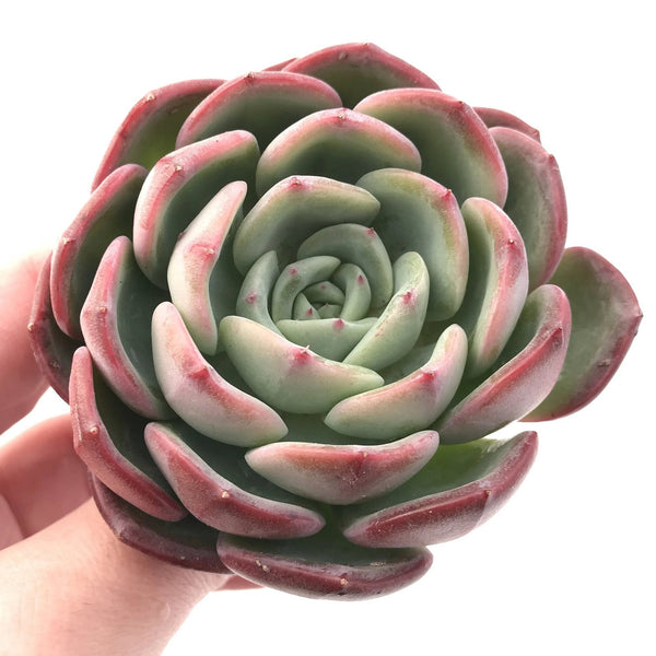 Echeveria sp. 3" Rare Succulent Plant