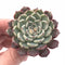 Echeveria Sarahime 2"-3" Rare Succulent Plant