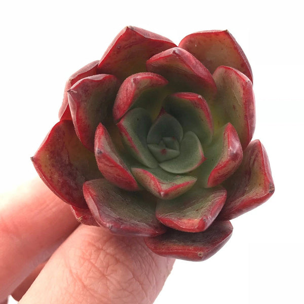 Echeveria 'Hades' 2" Rare Succulent Plant