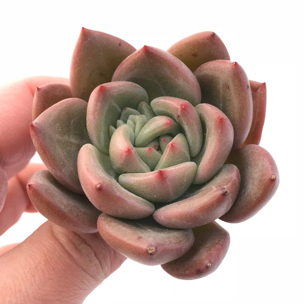 Echeveria Pink Champagne 2"-3" Rare Succulent Plant